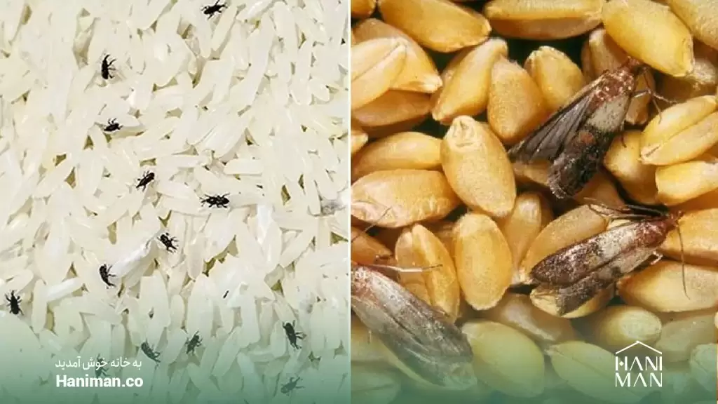 مضرات اصلی خوردن حبوبات حشرهزده