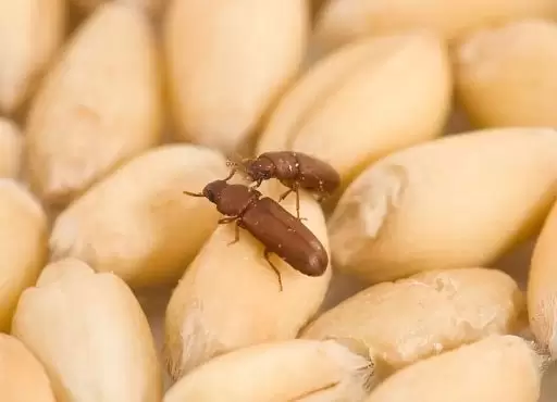 مضرات خوردن حبوبات حشره زده